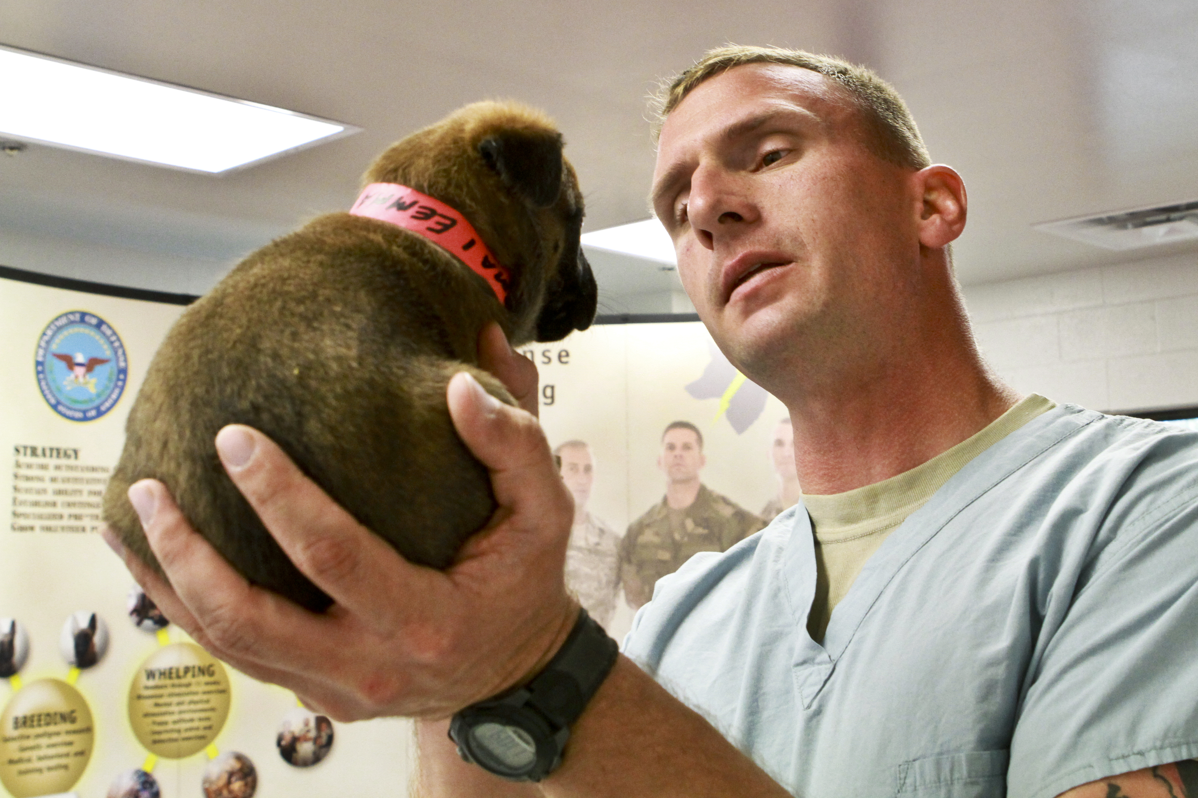 Flickr - The U.S. Army - Puppy check