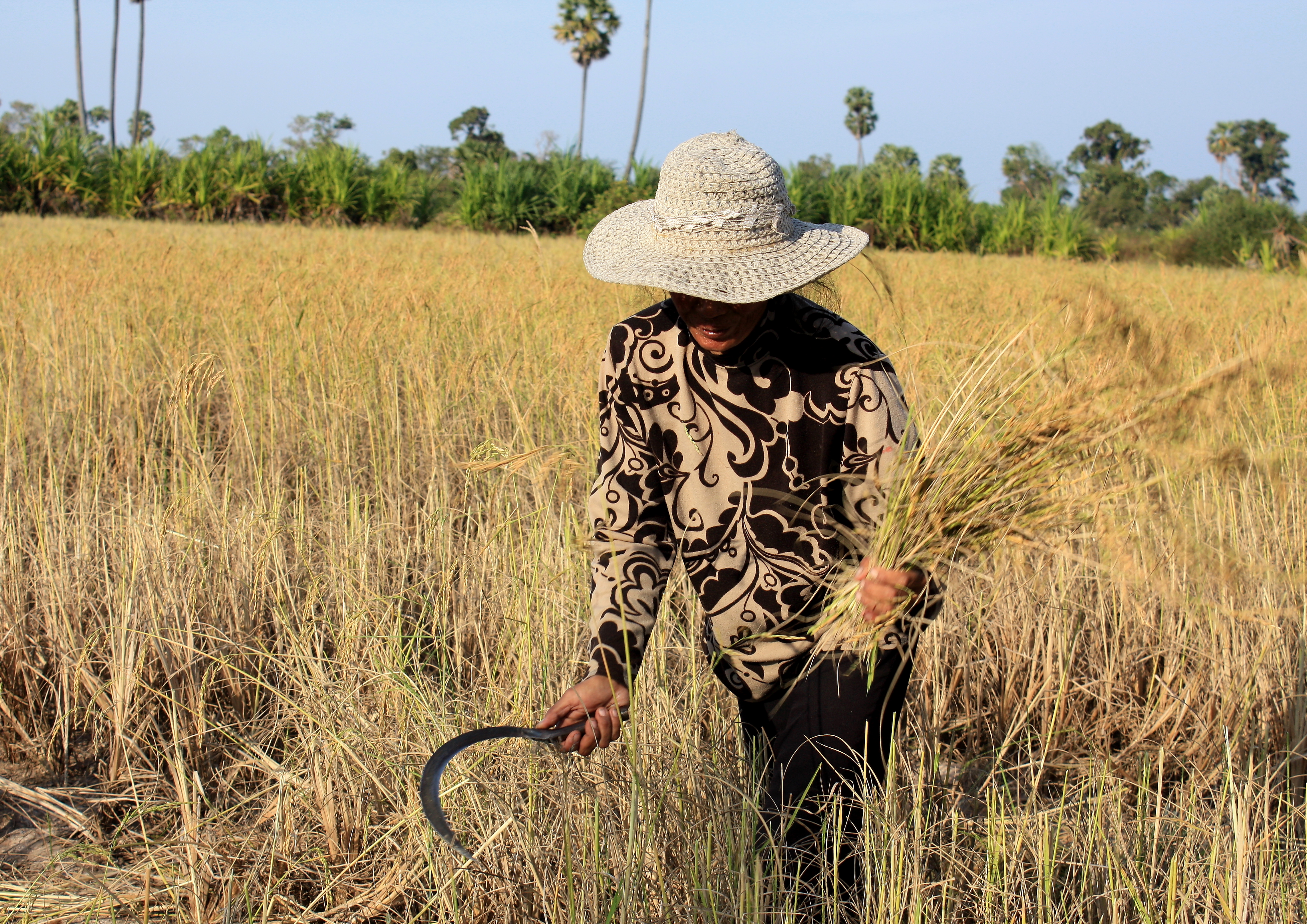 Harvesting the Rice...Cambodia (6042339077)