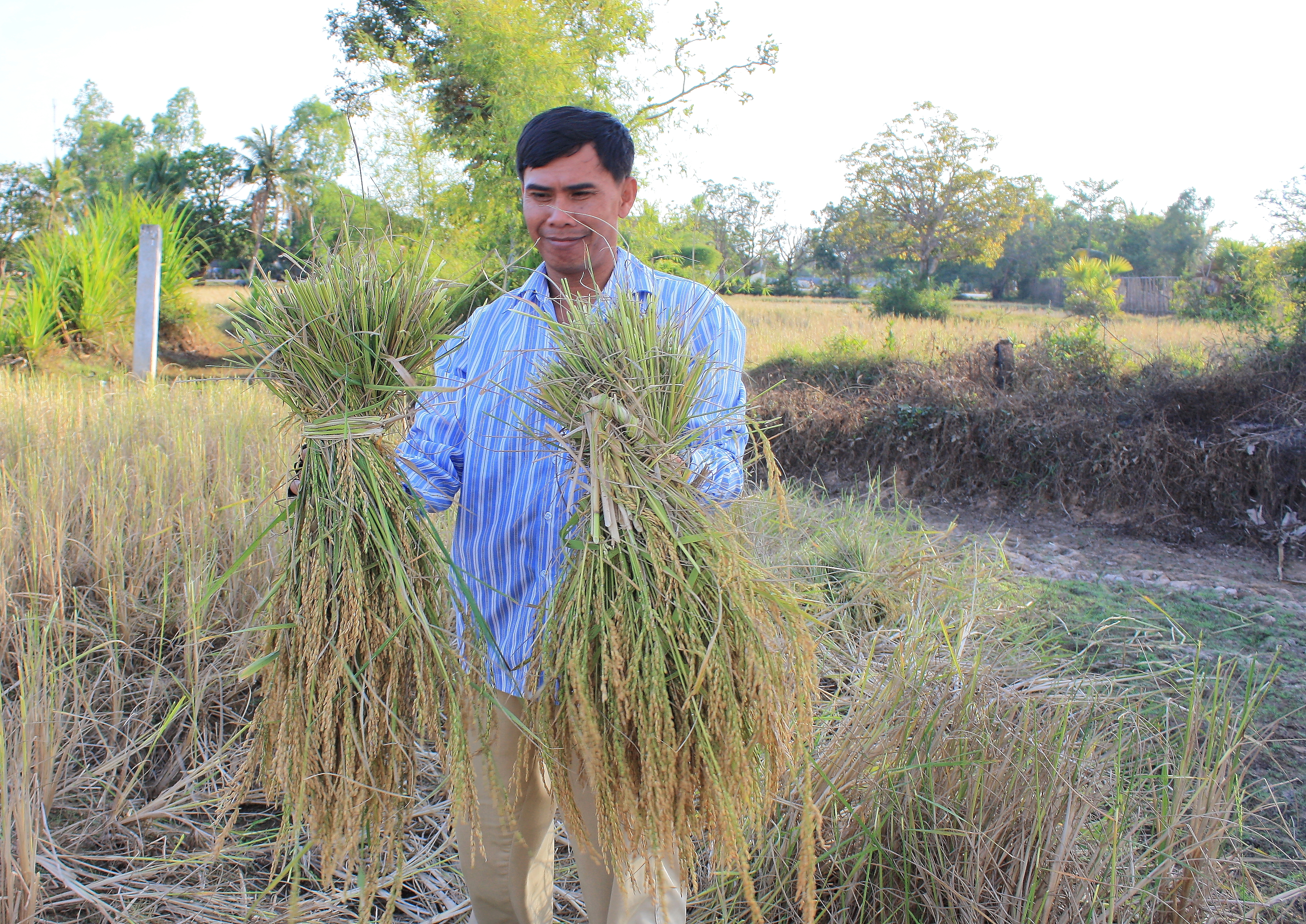 Harvesting the Rice...Siem Reap (6042864518)