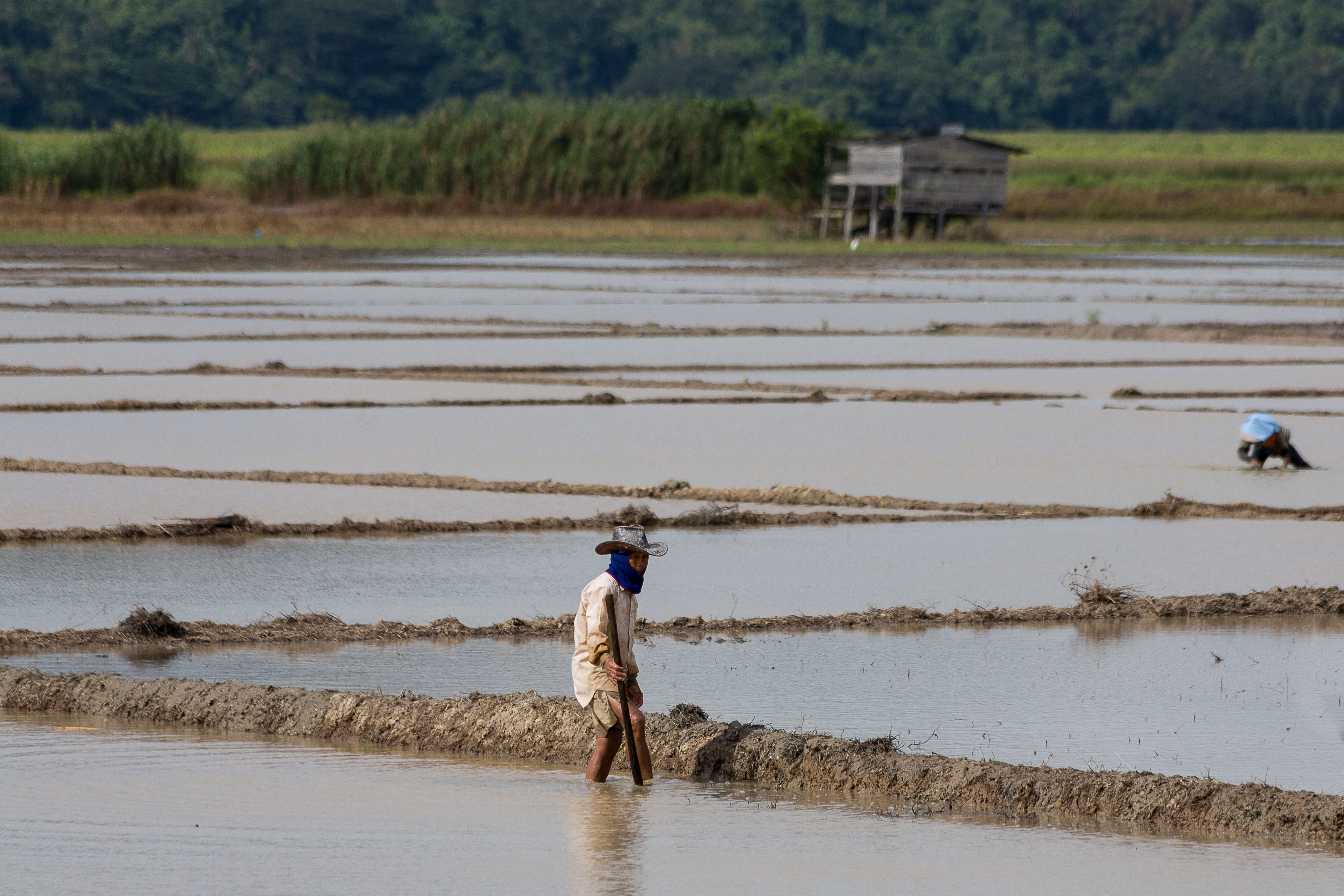KotaBelud Sabah Rice-Padi-07