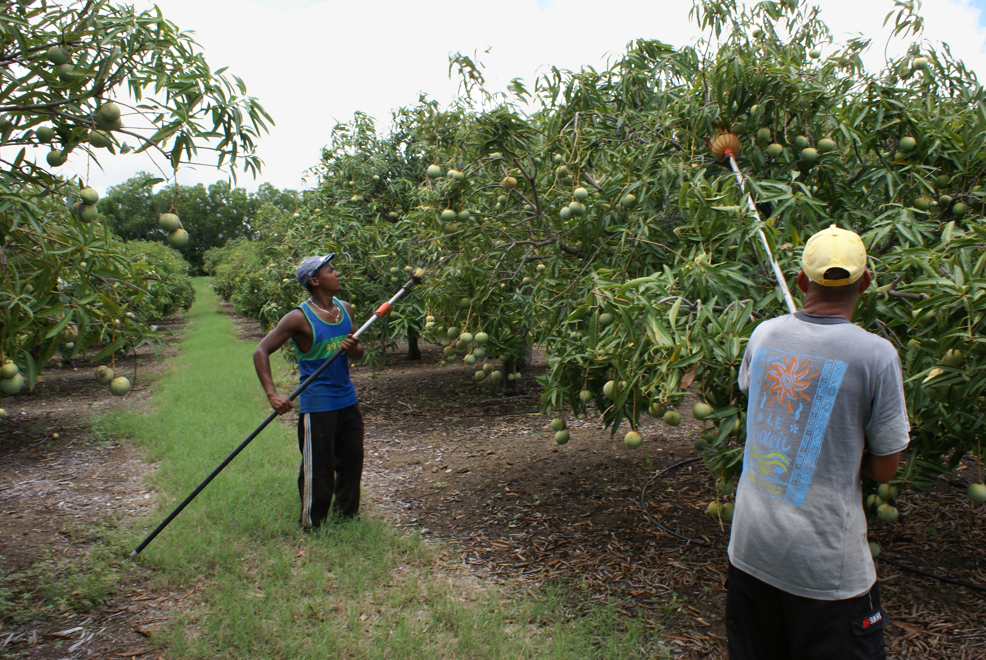 Mango picking