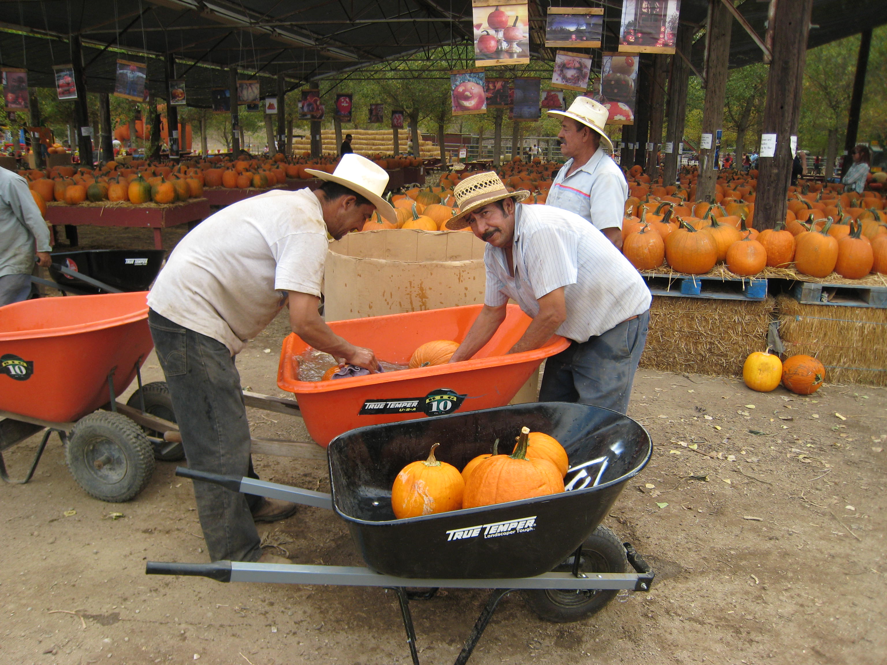 Mexican Laborers at a Pumpkin Patch, Yucaipa, California