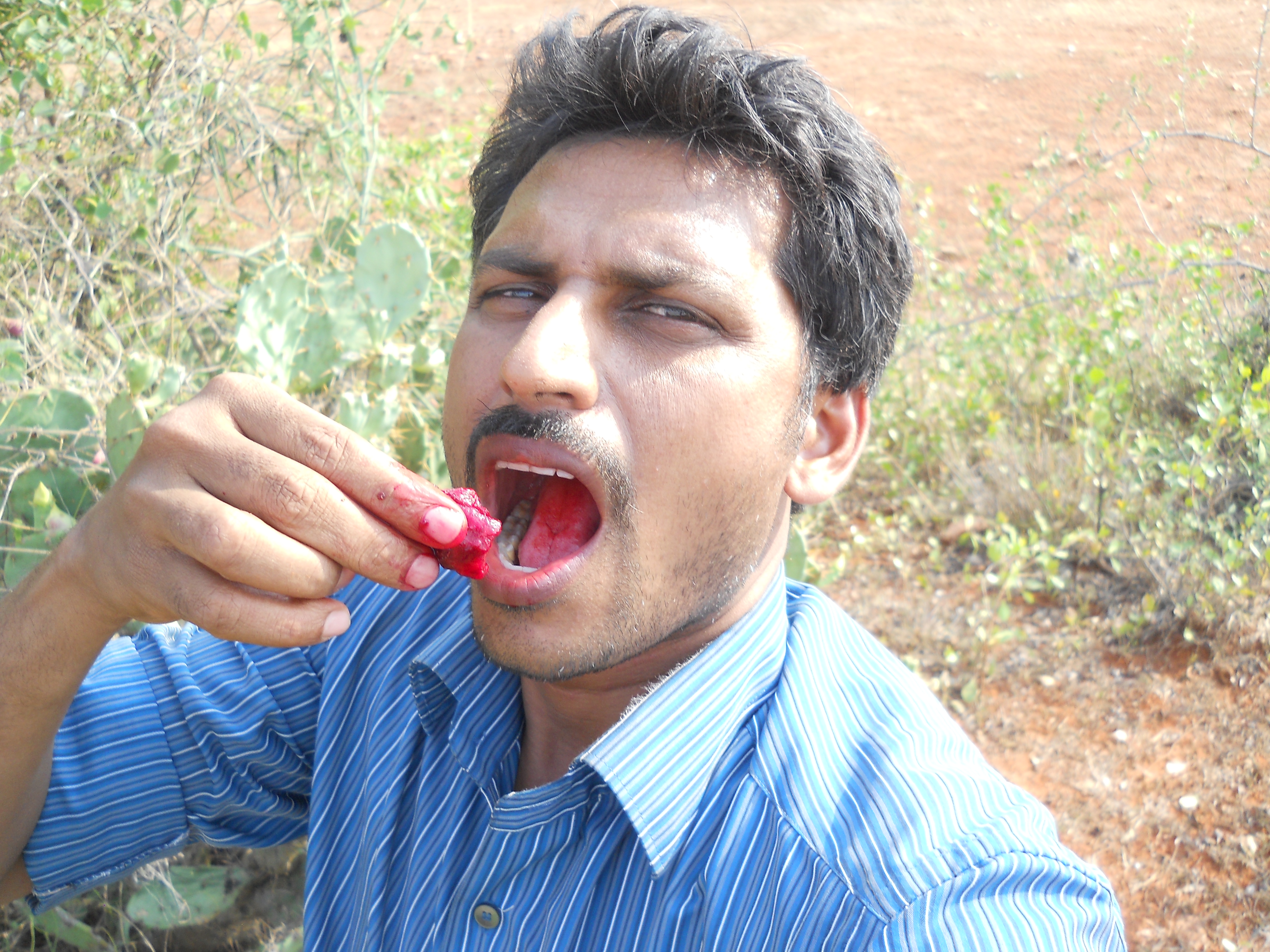 Opuntia ficus-indica fruit (11)