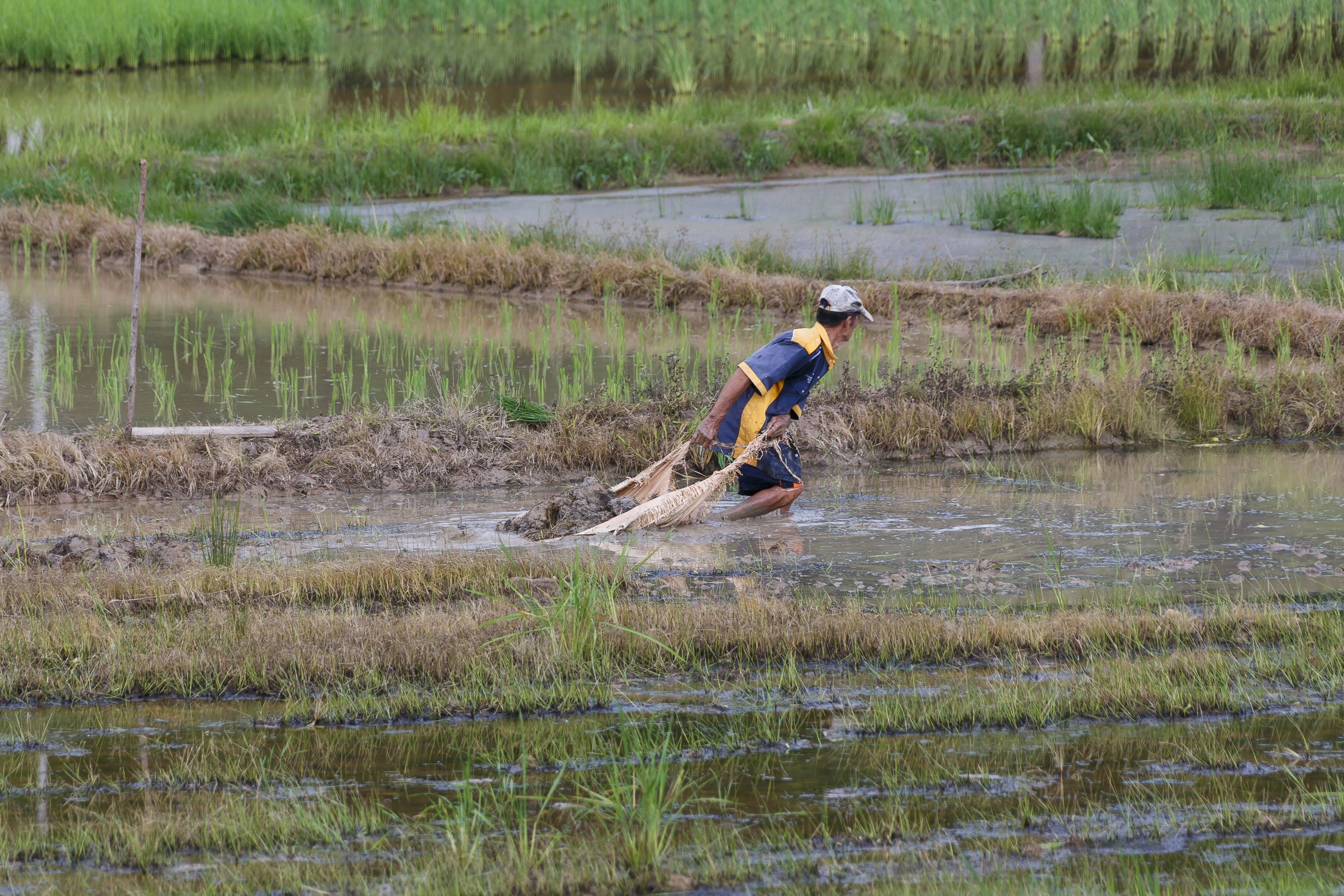 Pahu Sabah Rice-farmers-in-their-paddies-02