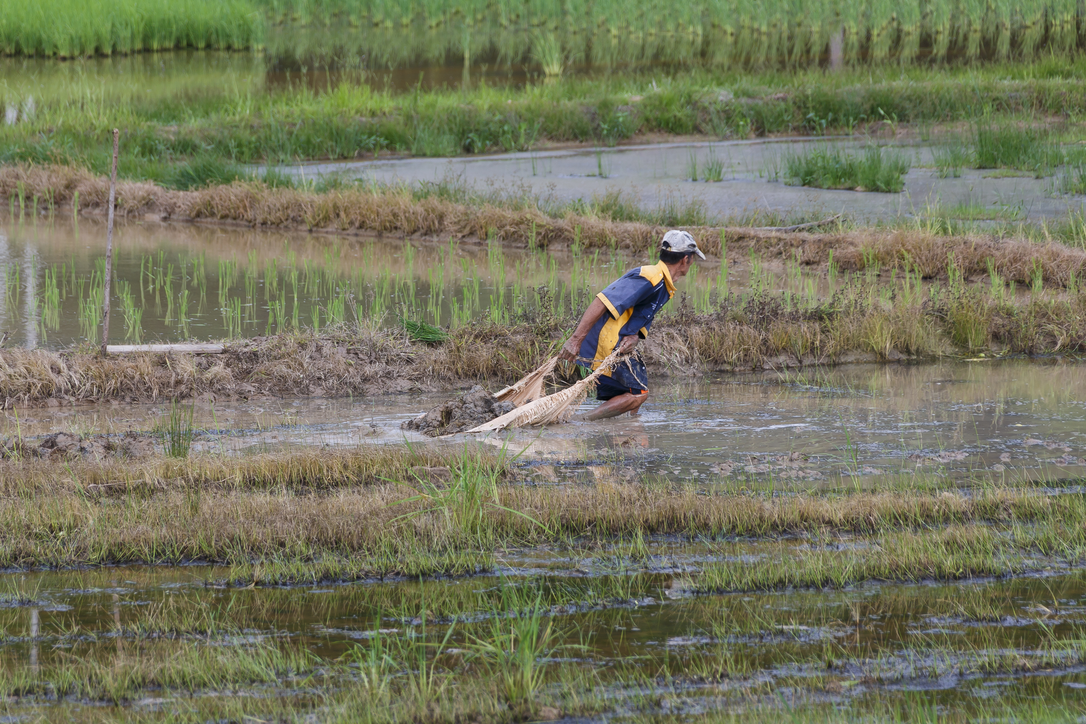 Pahu Sabah Rice-farmers-in-their-paddies-02