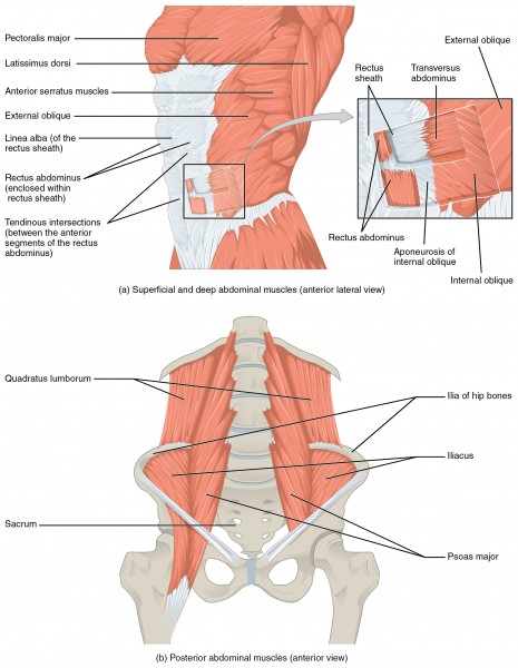1112 Muscles of the Abdomen