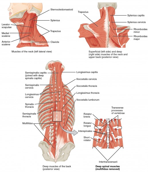 1117 Muscles of the Neck and Back