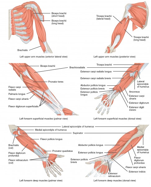 1120 Muscles that Move the Forearm