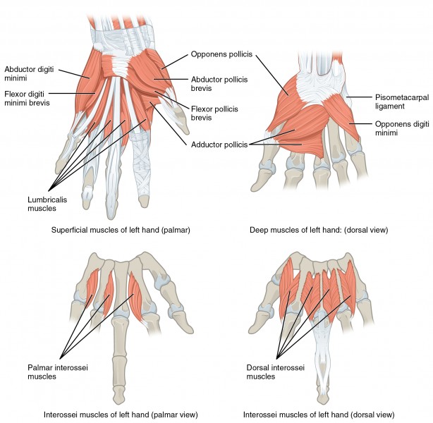 1121 Intrinsic Muscles of the Hand