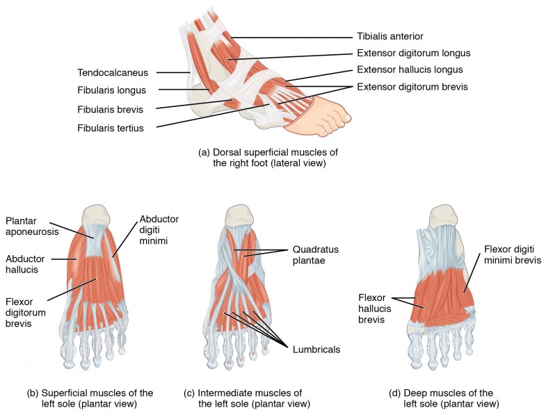 1124 Intrinsic Muscles of the Foot