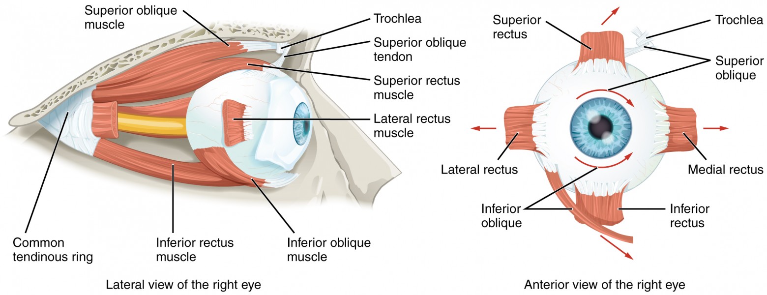 1412 Extraocular Muscles