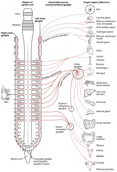 1501 Connections of the Sympathetic Nervous System
