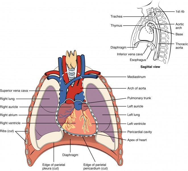 2001 Heart Position in ThoraxN