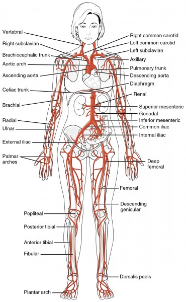 2120 Major Systemic Artery