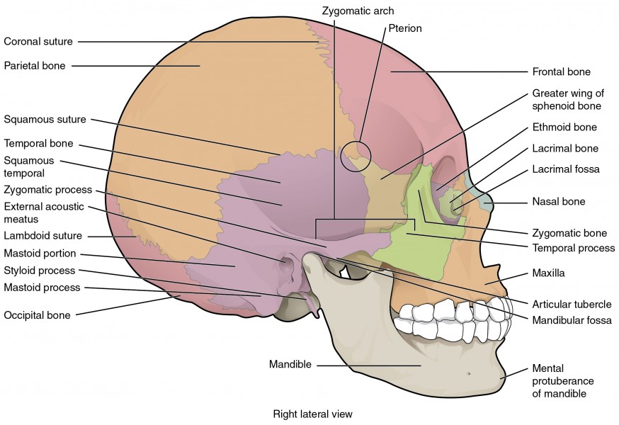 705 Lateral View of Skull-01