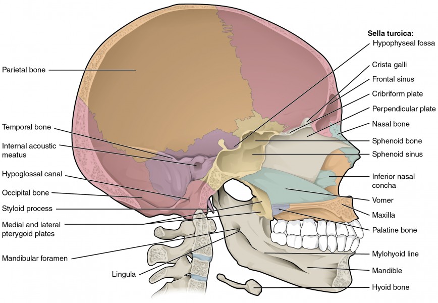 706 Sagittal Section of Skull-01