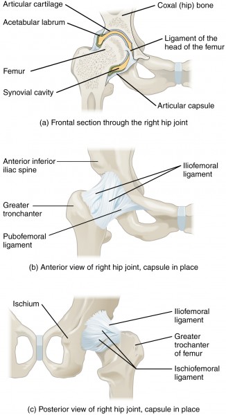 916 Hip Joint