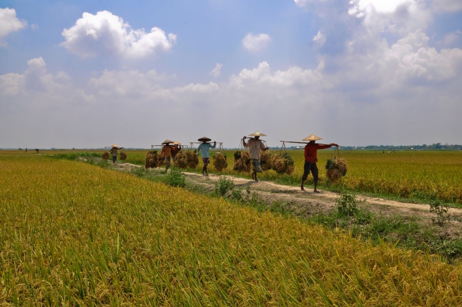 Agriculture of Bangladesh 2