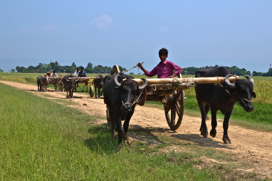 Agriculture of Bangladesh 5