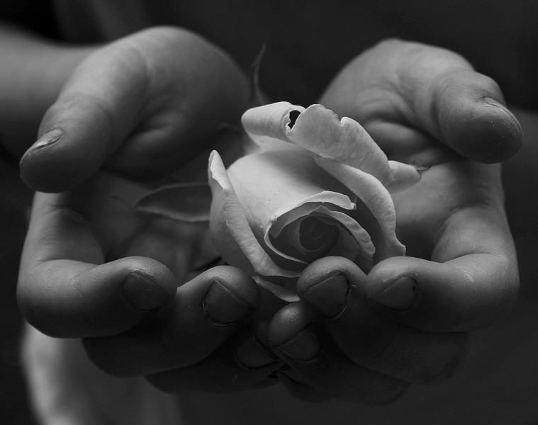 Child's Hands Holding White Rose for Peace Free Creative Commons (1535619818)