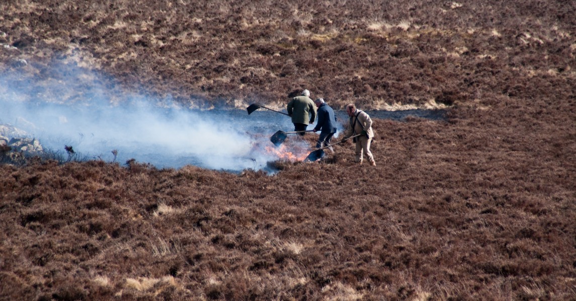 Controlling gorse on Dartmoor 764
