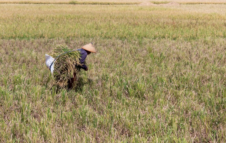 Farmer harvesting rice, Kampung Rawa 2014-06-20