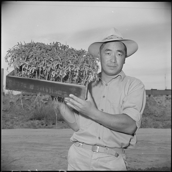 Gila River Relocaton Center, Rivers, Arizona. George Nagamatsu, a farmer with 15 years experience a . . . - NARA - 537077