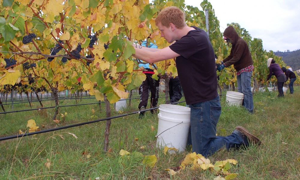 Hand harvesting Pinot noir grapes 
