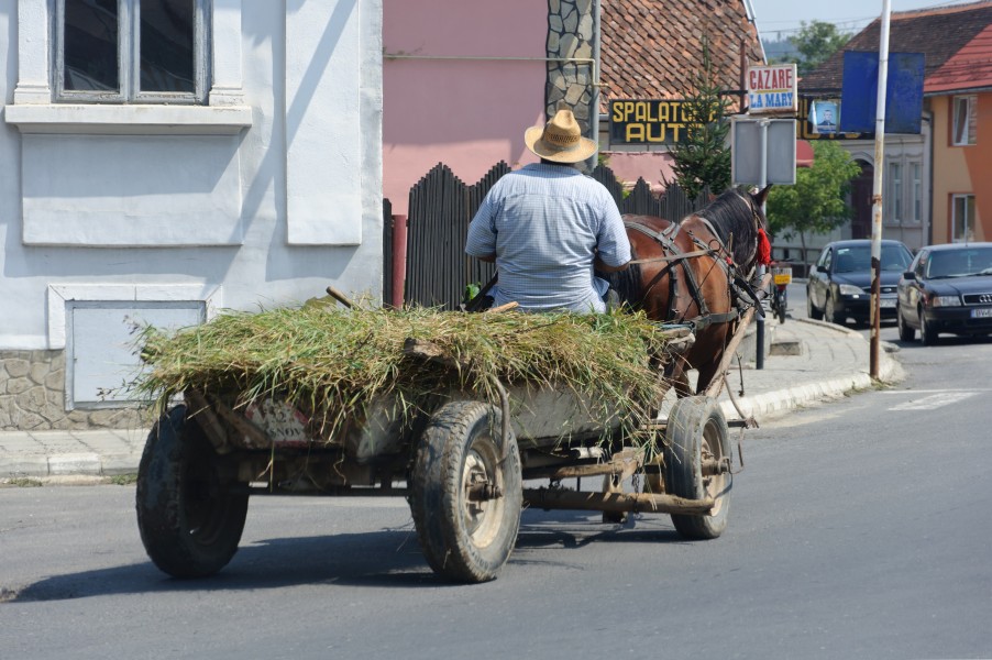 Horse-drawn transport forage Romania
