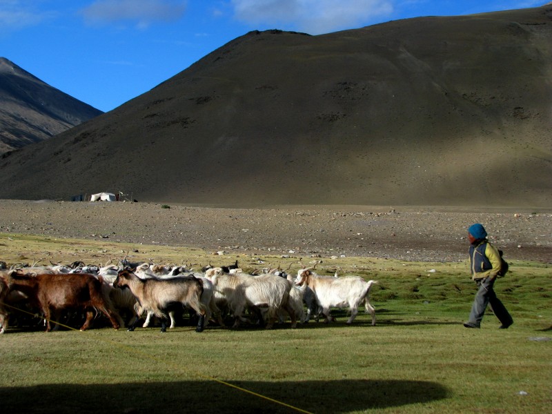 India - Ladakh - Trekking - 077 - sending out the herds in the monring (3896556490)