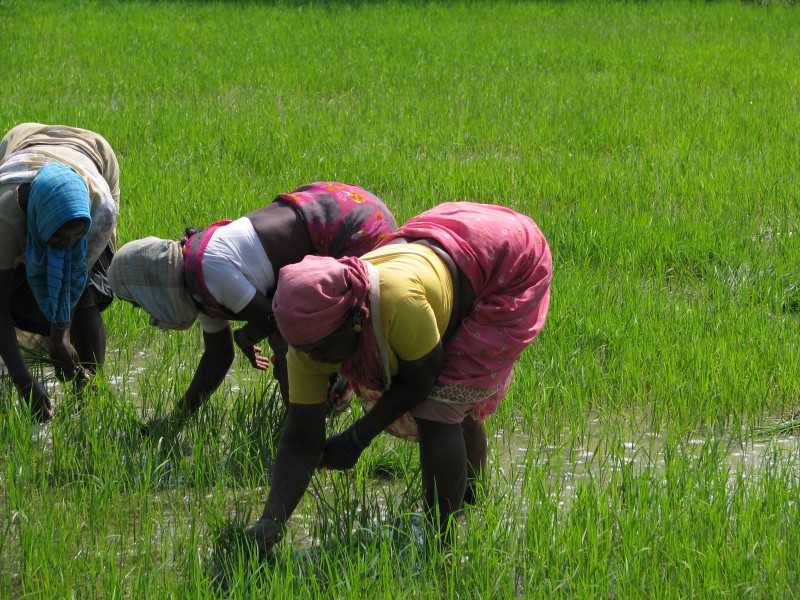India - Sights & Culture - Planting Rice Paddy 5 (3245008474)