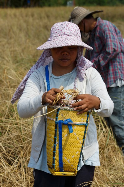 Kudat-District Rice-Harvesting-01