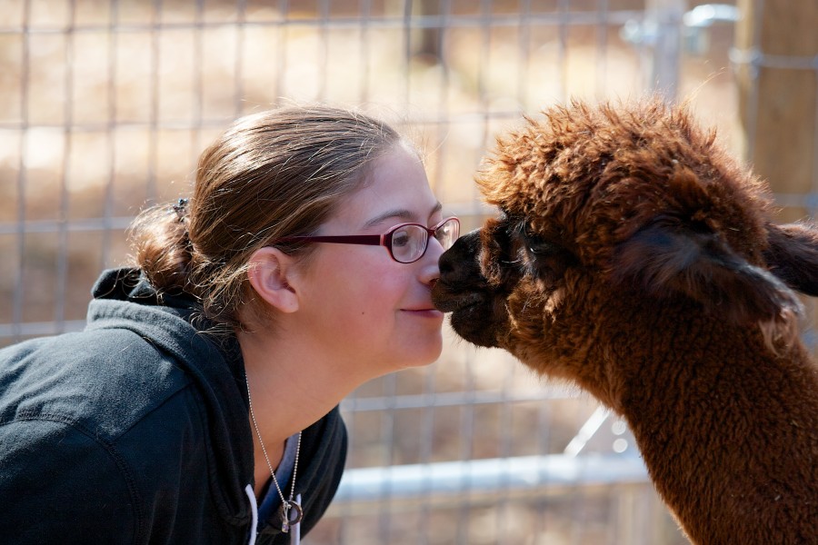Male alpaca nuzzling a person nose-to-nose