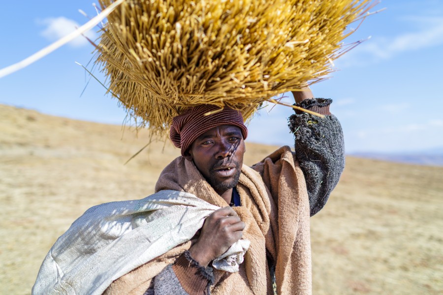 Mosotho Shepherd Collecting Thatch Grass