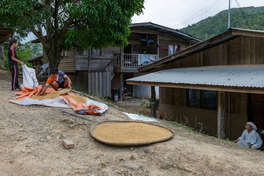 Nukakatan Sabah Drying-Rice-01