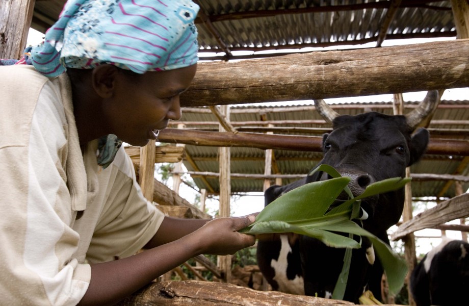 Olive Sabila Chemutai feeds her calves on her homestead in Kapseror Village, Kapchorwa,Uganda, on 11th March, 2009. (10711345545)