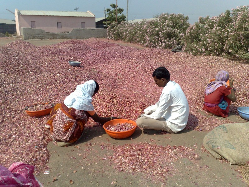 Onion grading and cleaning