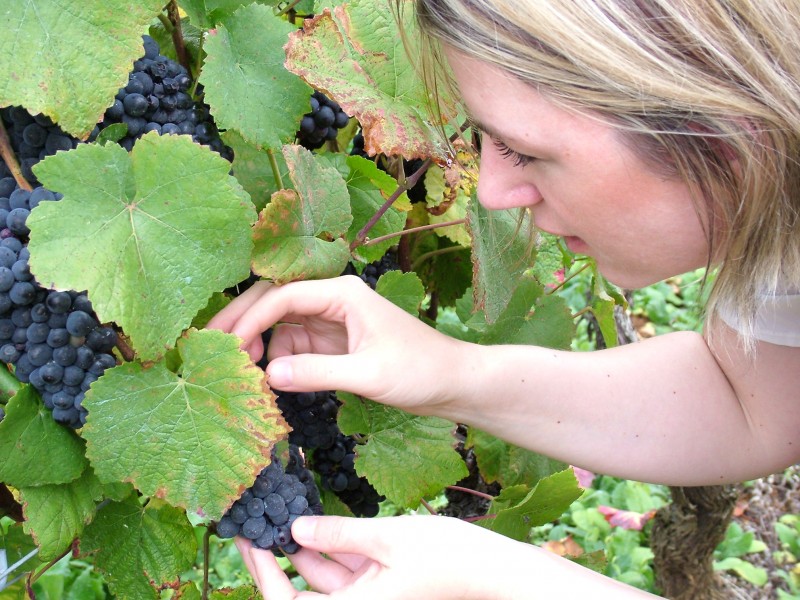 Pinot noir in Bourgogne with clear leaf image