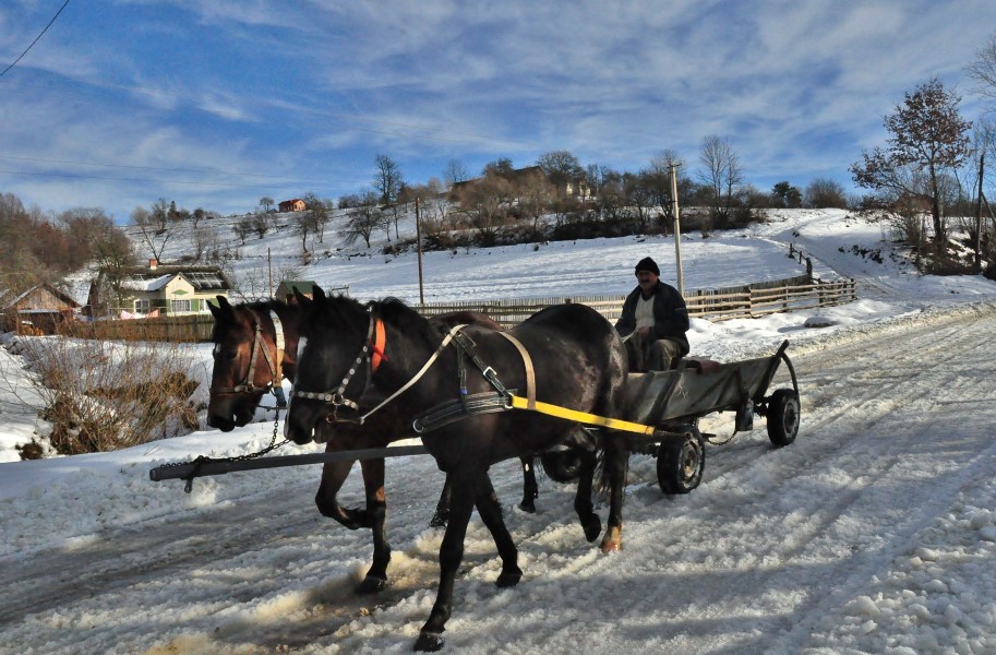 Poliana Horse wagon