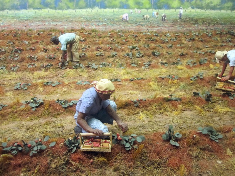 Strawberry harvest at Louisiana State Exhibit Museum in Shreveport IMG 3360