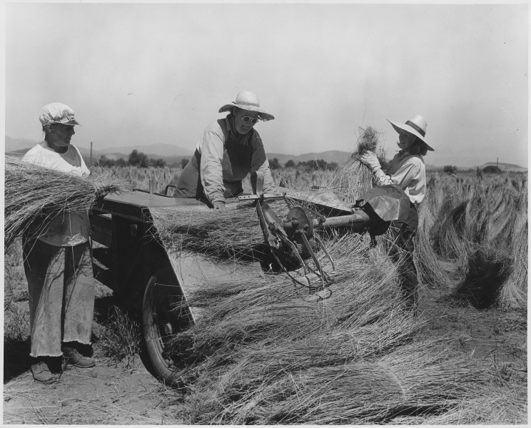 Three women place dry flax straw into a machine which binds it into bundles for convenient handling. - NARA - 283913