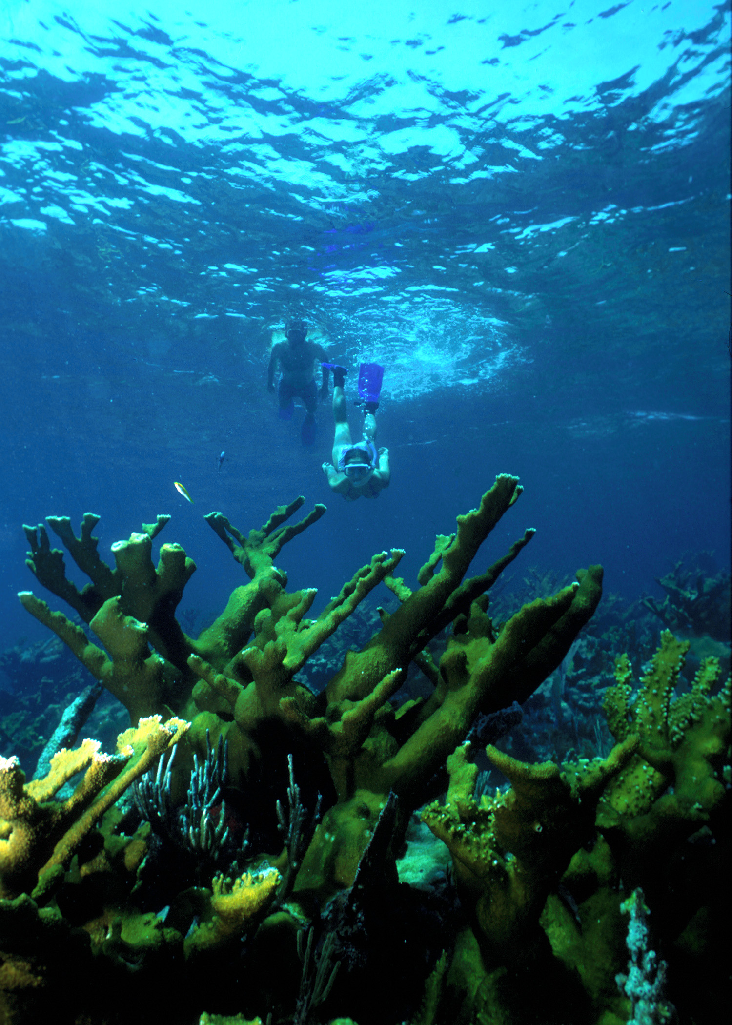 Snorkelers at Elkhorn Reef 