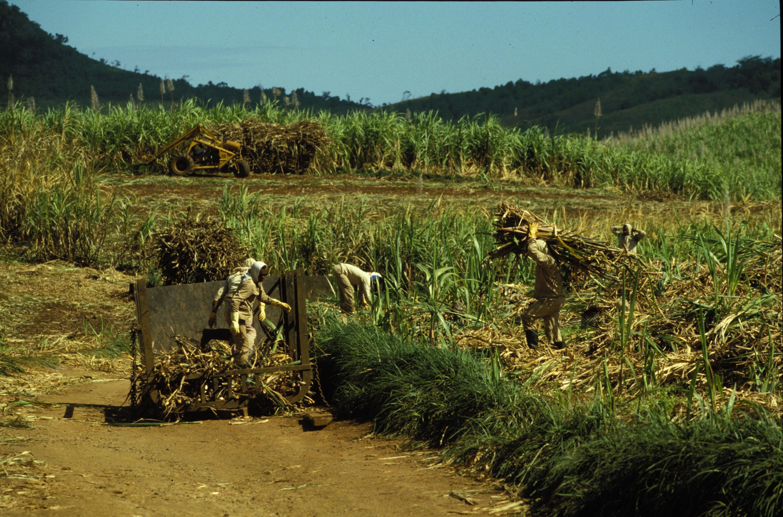 Sugar cane mauritius hg