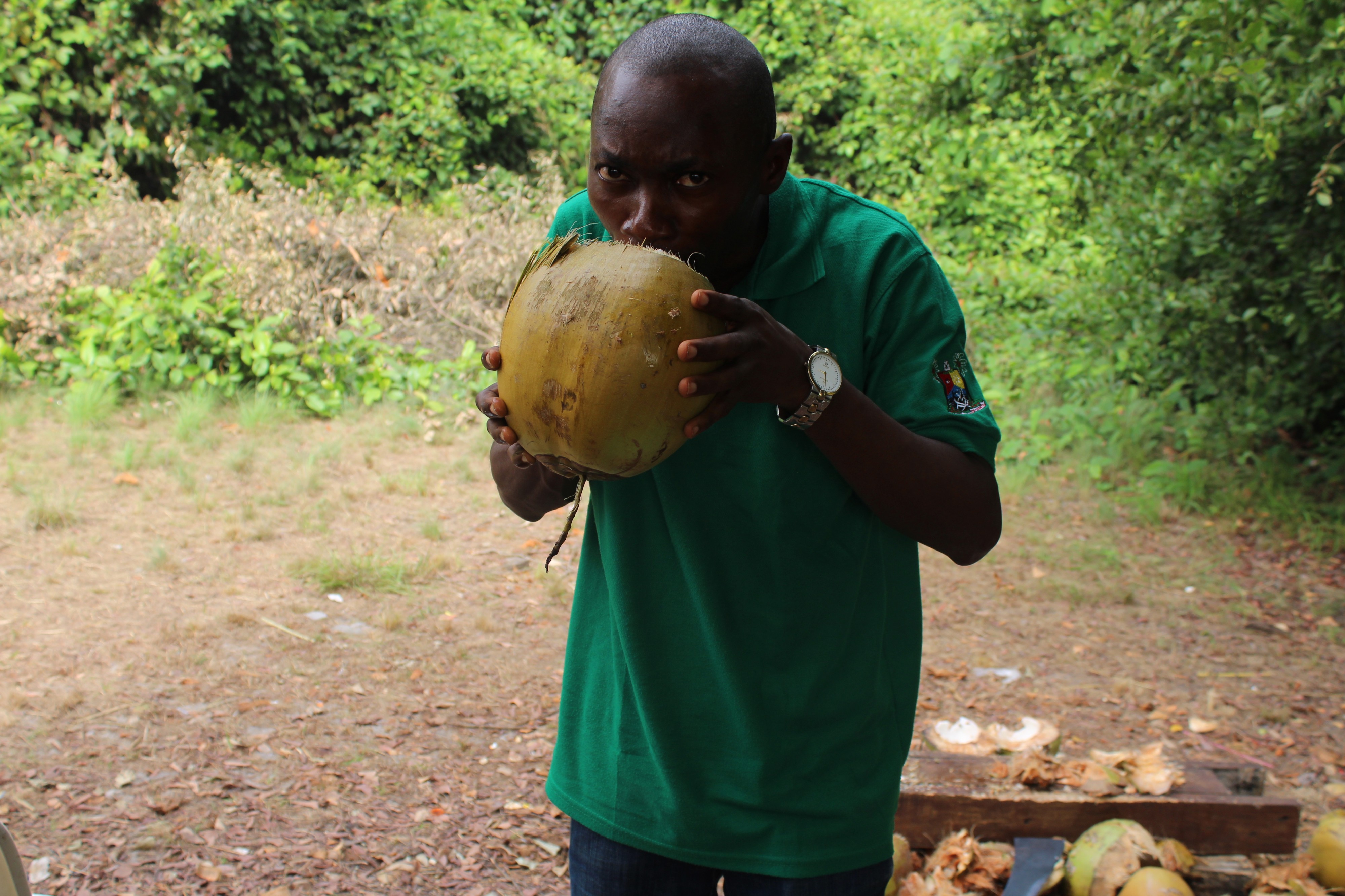Nigerian man drinking the coconut water