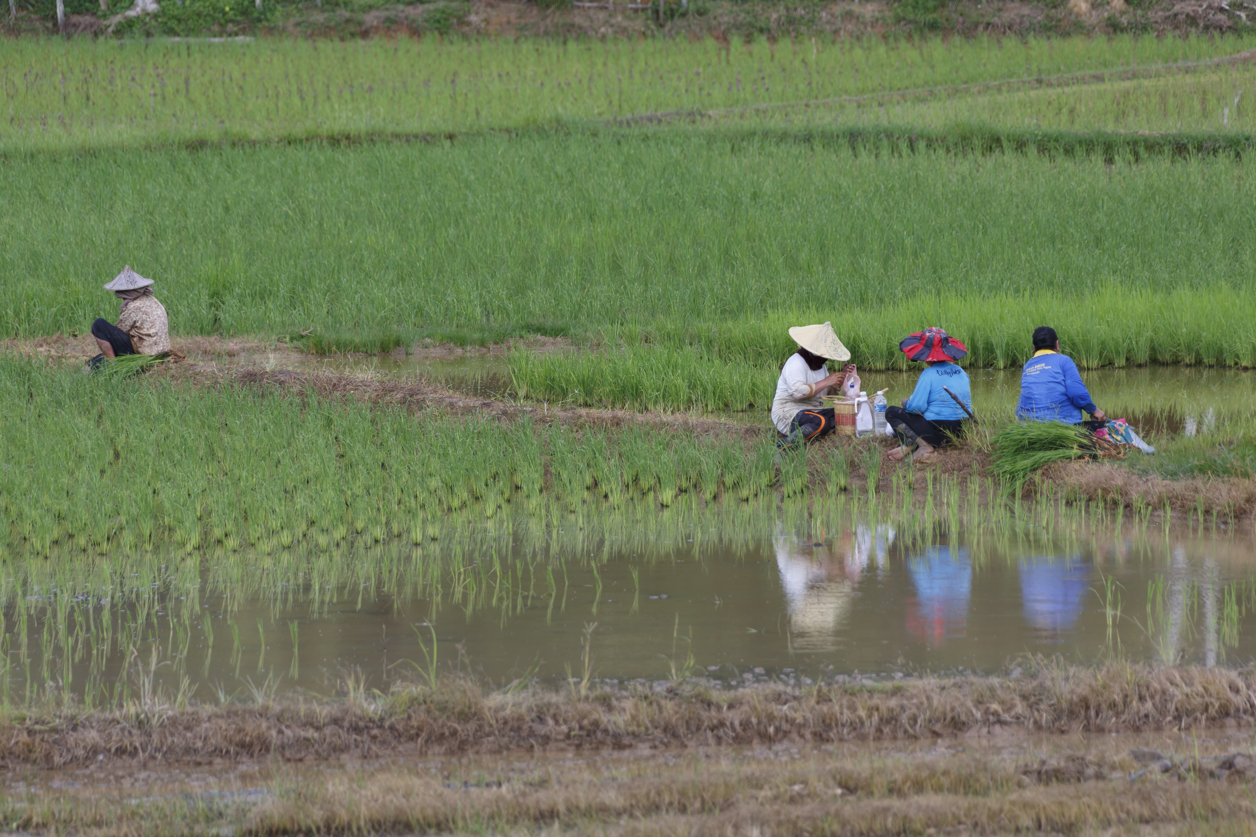 Pahu Sabah Rice-farmers-in-their-paddies-01