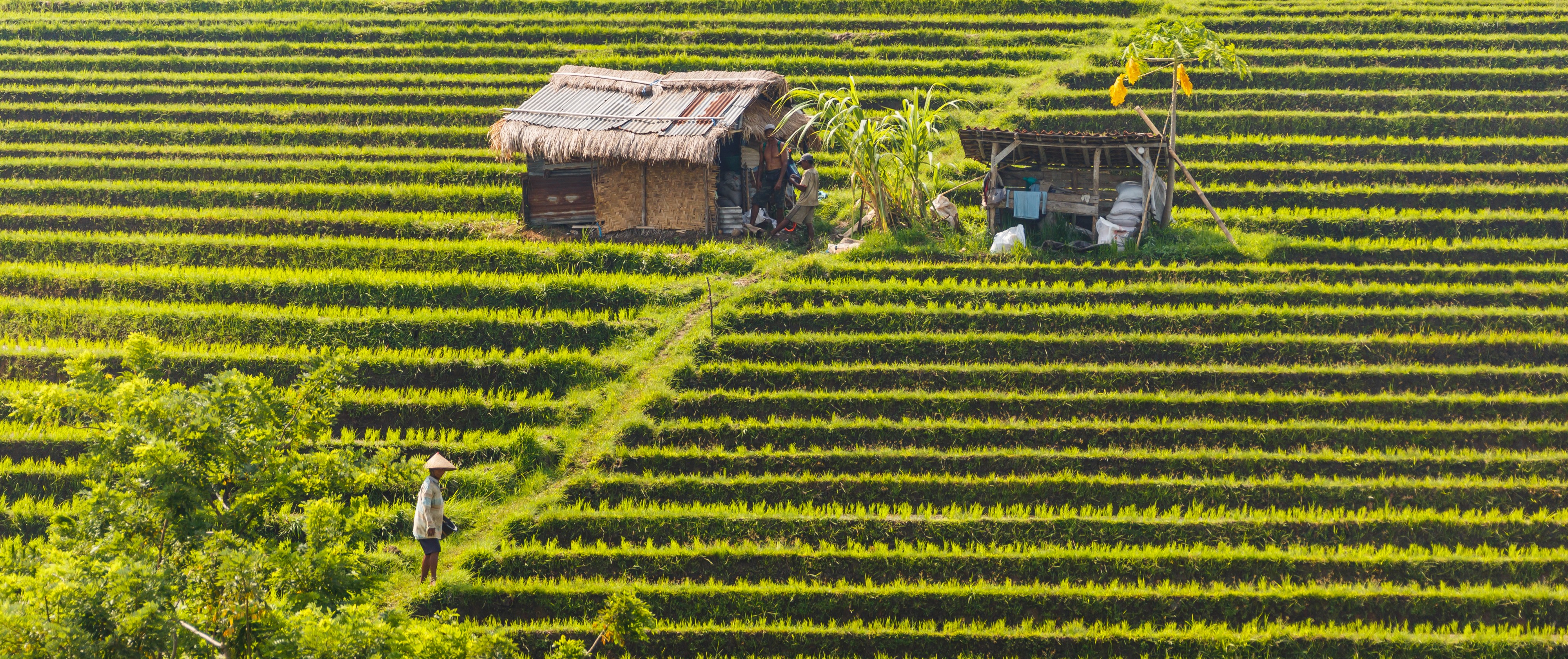 Tabanan-Regency Indonesia Rice-paddies-07