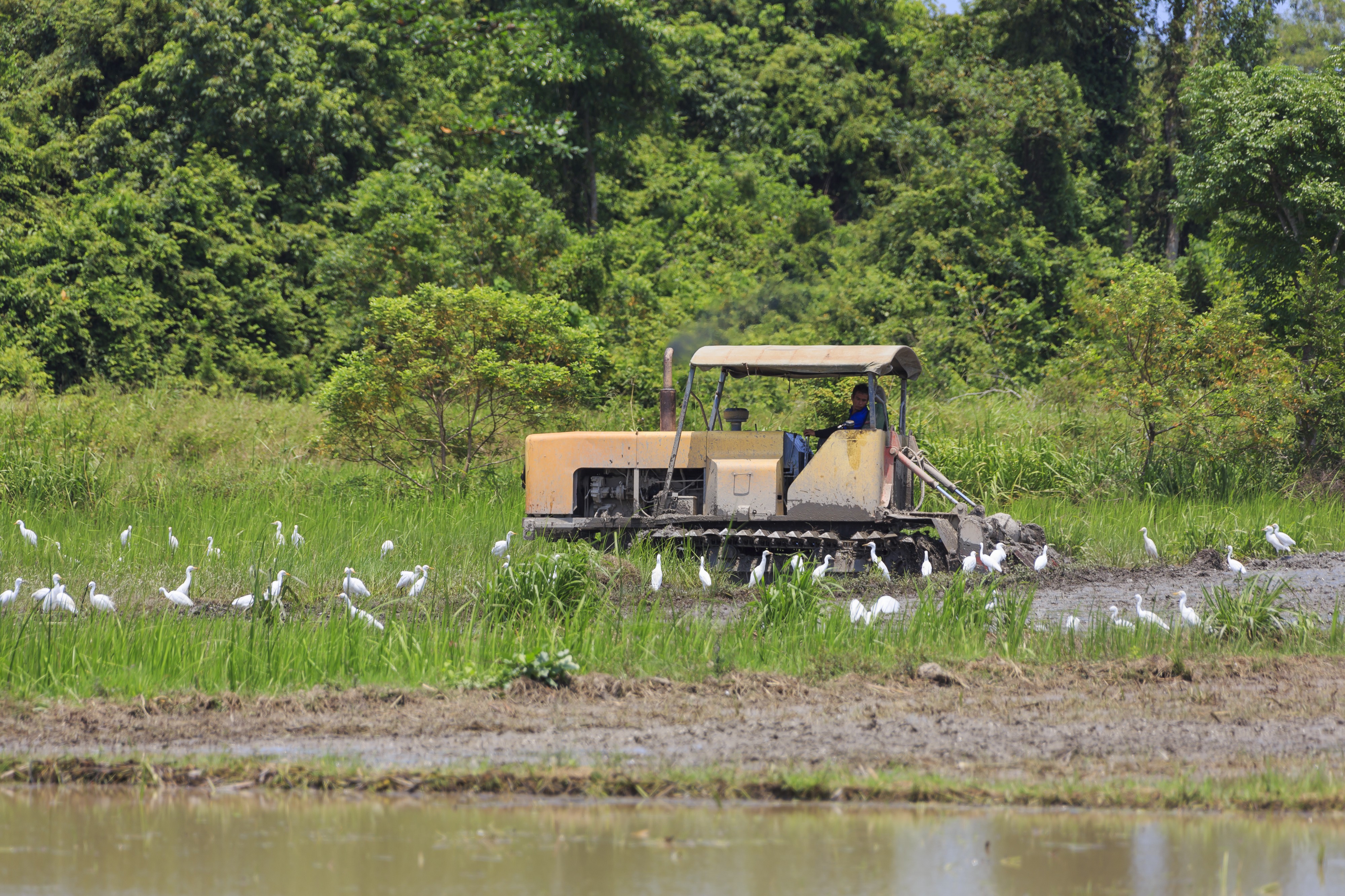 Taun-Gusi-2 Sabah Ploughing-the-rice-paddies-02