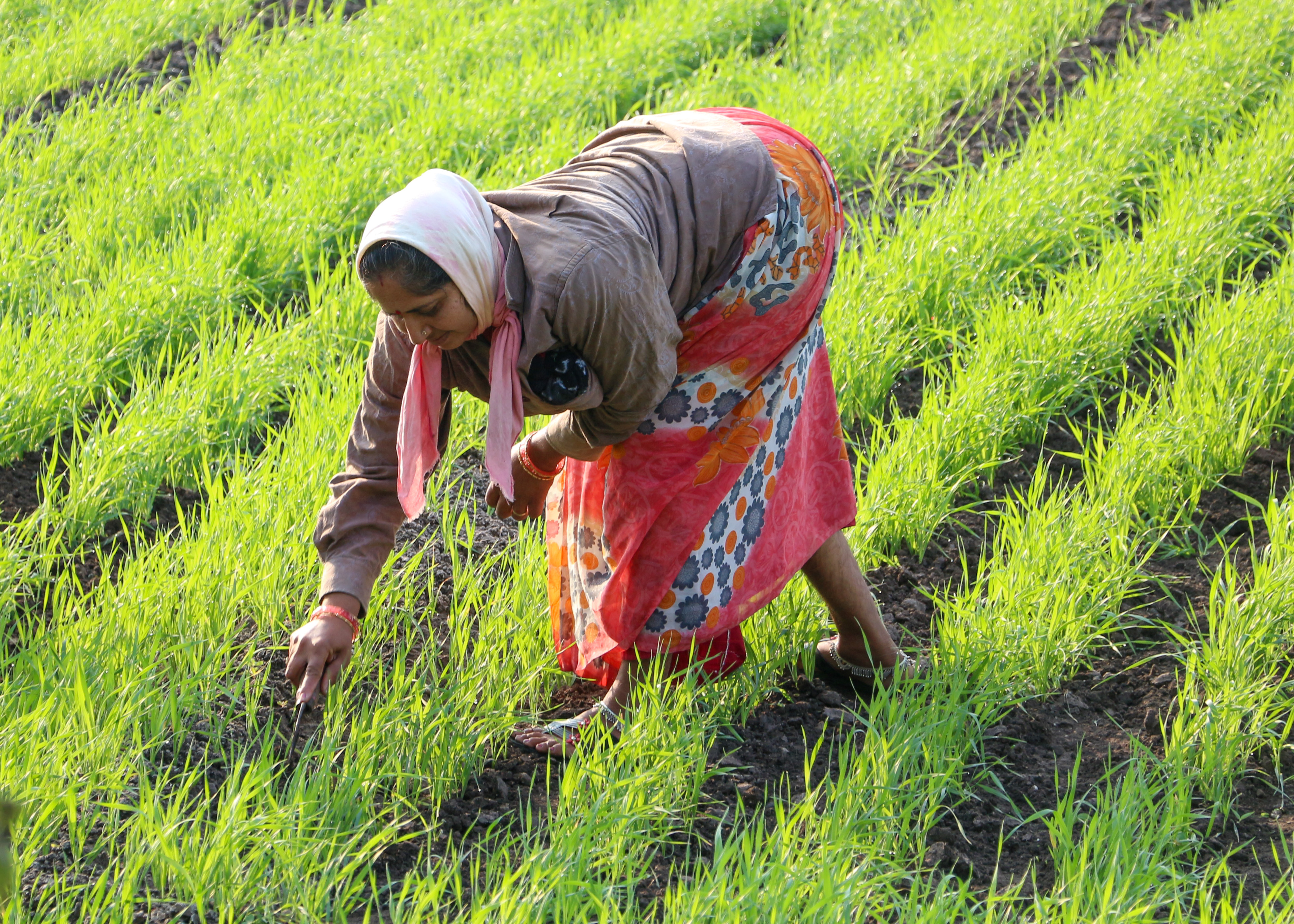 Woman at work, Gujarat
