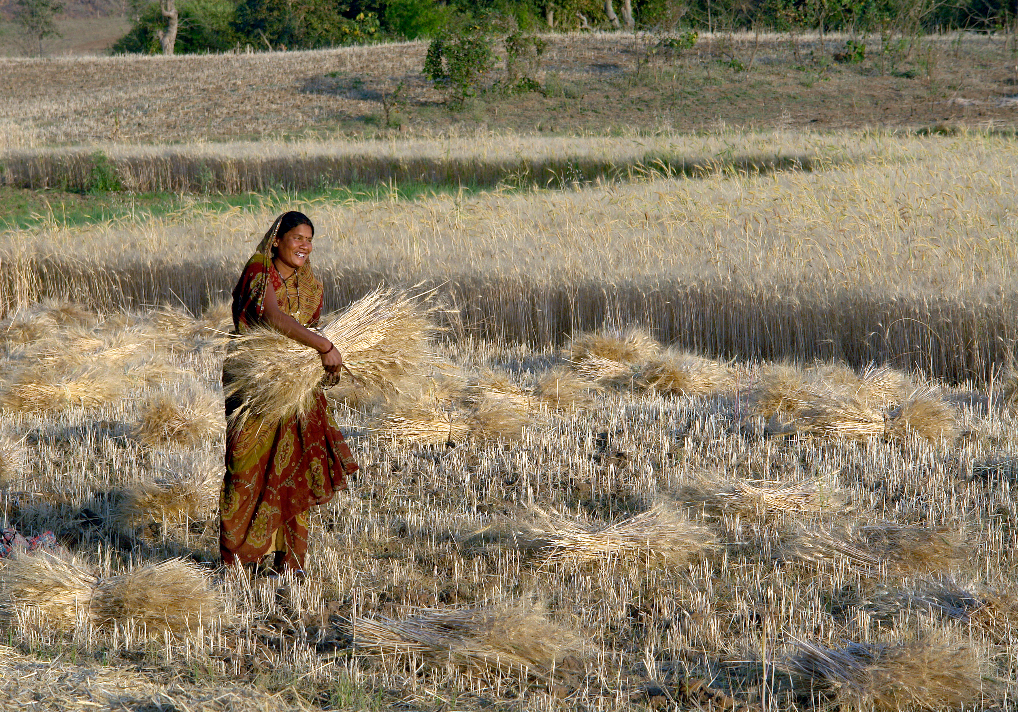 Woman harvesting wheat, Raisen district, Madhya Pradesh, India ggia version