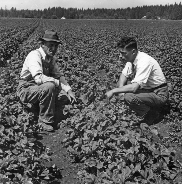 Harry OReilly talking to a farmer, 1946 (5857762987)